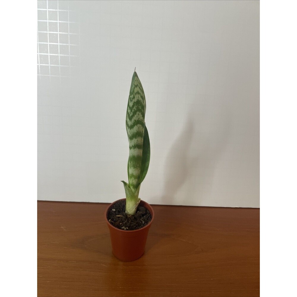 Snake Plant Sansevieria trifasciata Green and white Live Plant rooted 7” - Picture 3 of 5
